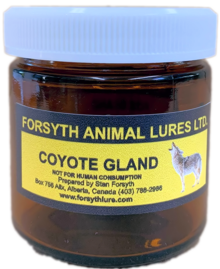 Coyote Gland