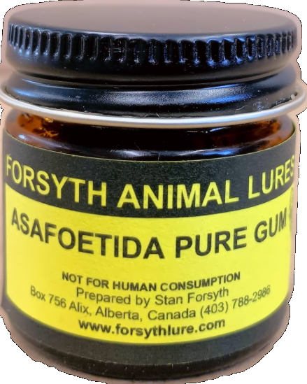 Asafoetida Gum